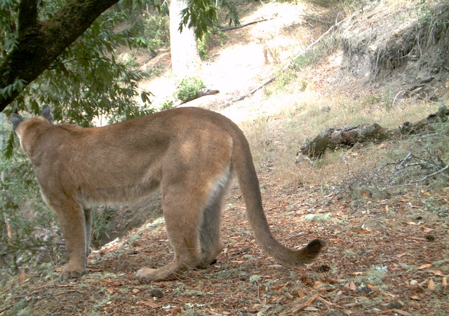 cougar mom