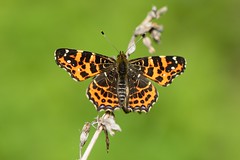 Butterflies/Schmetterling