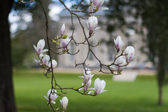 Magnolia at Ickworth Hall NT