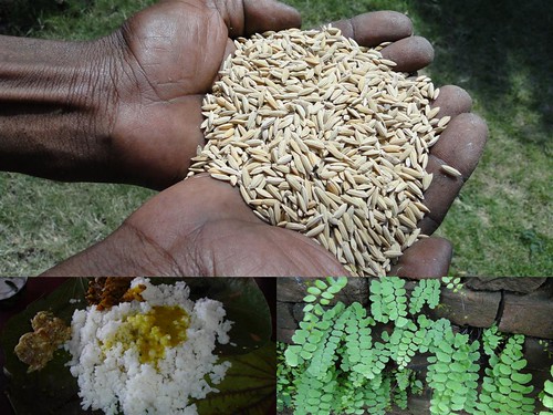 Medicinal Rice Formulations for Diabetes Complications and Heart Diseases (TH Group-56) from Pankaj Oudhia’s Medicinal Plant Database by Pankaj Oudhia