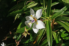 Velloziaceae