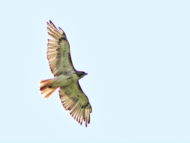 Red-tailed Hawk 20130815