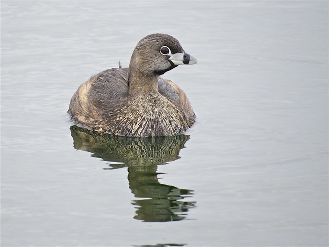 Pied-billed Grebe at Gridley Wastewater Treatment Ponds in McLean County, IL
