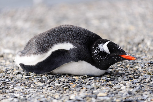 Gentoo Penguin by Photocedric