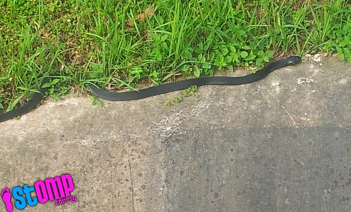 Spitting King Cobra spotted at Ulu Pandan Canal