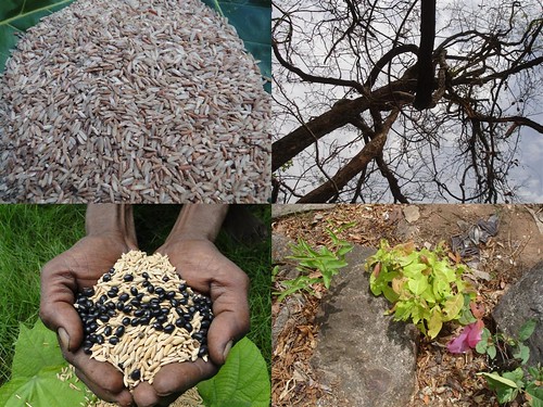 Indigenous Medicinal Rice Formulations for Cancer and Diabetes Complications, Kidney, Heart and Liver Diseases (TH Group-112) from Pankaj Oudhia’s Medicinal Plant Database by Pankaj Oudhia