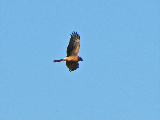Northern Harrier at Goose Lake Prairie State Park in Grundy County, IL 09