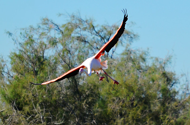 Flying Flamingo, Ornithological Park, Saintes Maries de la Mer, Camargue, France