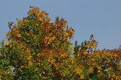 			Klaus Naujok posted a photo:	No red leaves, but some good yellow and orange instead.