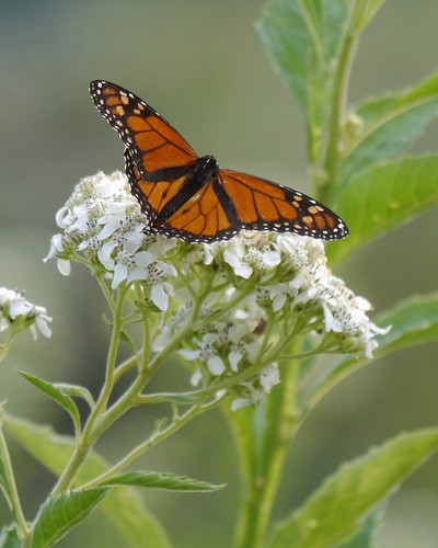Monarch Butterfly on Frostweed