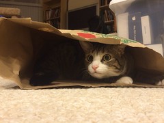 Amelia cat in paper bag