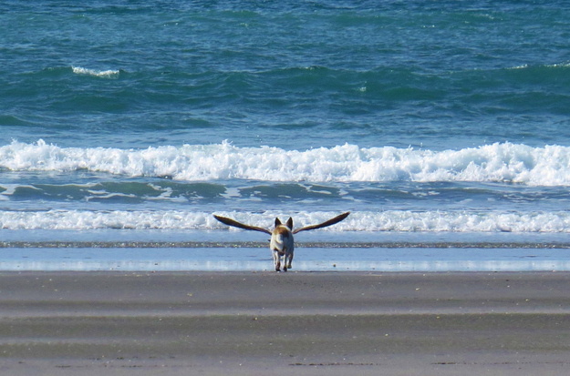 The perfectly timed dog with wings picture: