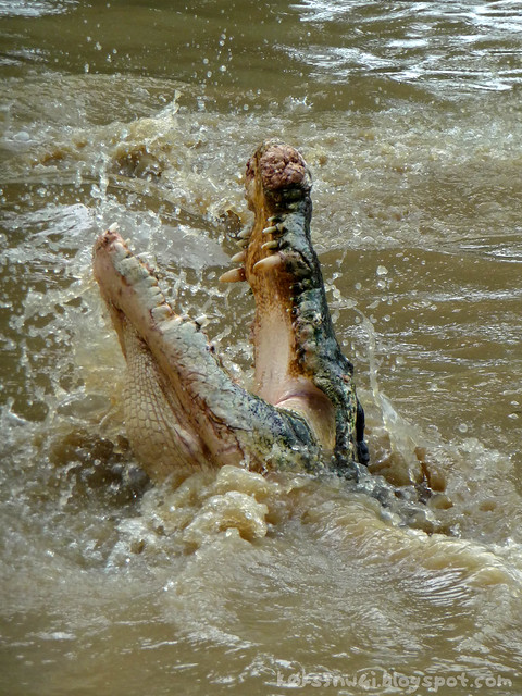 Croc Splash