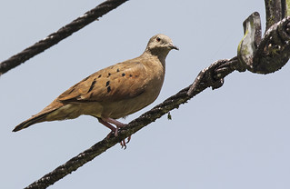 Panama: Ruddy Ground-Dove