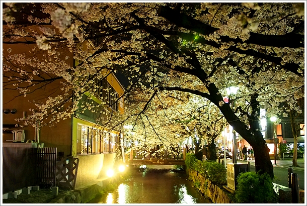 night sakura