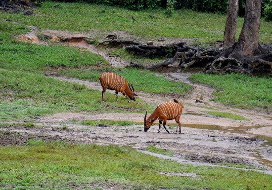 Pigmeos y Gorilas, un paseo por la selva centroafricana - Blogs de Centro Africa R. - 9.- Dzanga Bai (4)