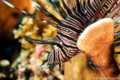 Beautyful Lionfish on a reef