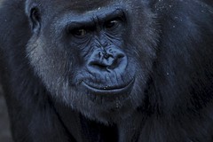 Taronga's Gorillas