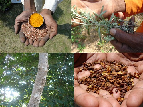 Medicinal Rice Formulations for Liver Diseases from Pankaj Oudhia’s Medicinal Plant Database by Pankaj Oudhia