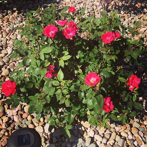 Loving my knockout roses!