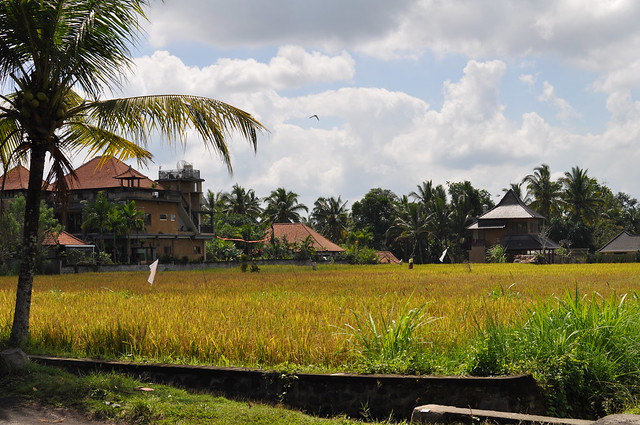 rice paddy fields
