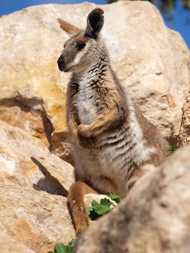 Yellow-footed rock wallaby by PANgrizabella