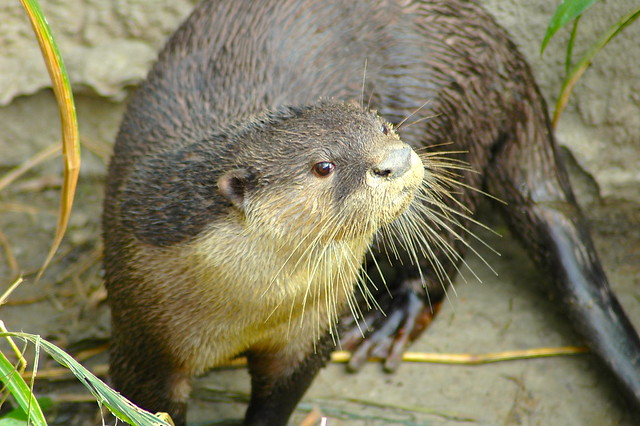 Seaotter, San Diego Zoo, 2004