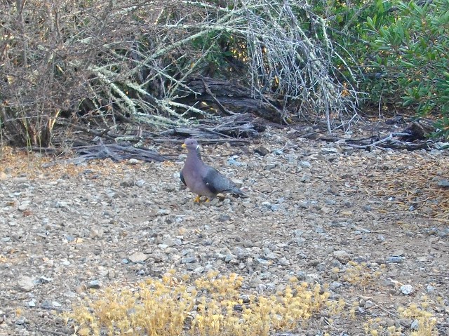 band-tailed pigeon