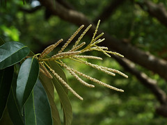 Fagaceae　ブナ科