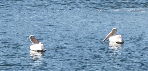 American White Pelicans on Parmer Village Pond - 1