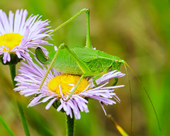 Grasshoppers (Orthoptera) of Alberta