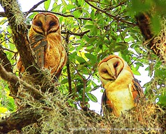 2016-06-24 Magnolia Park Barn Owls