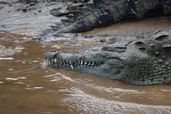 Costa Rica - Crocodile Tour