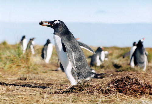 Penguin in the wild. Falkland Islands by Rainbow 1984