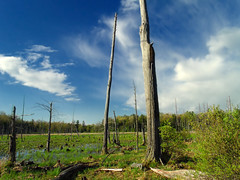 Rosecrans Bog Natural Area