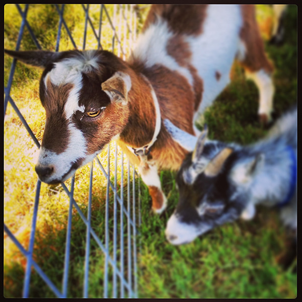 Peting Zoo_goats
