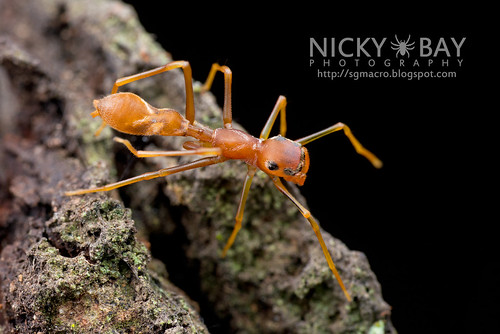Ant-Mimic Jumping Spider (Myrmarachne sp.) - DSC_3822