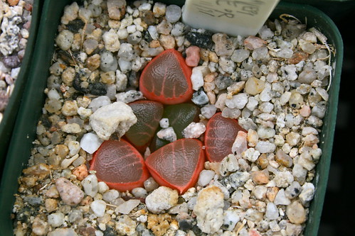 Haworthia bayeri - extra red seedling by hanzrobo