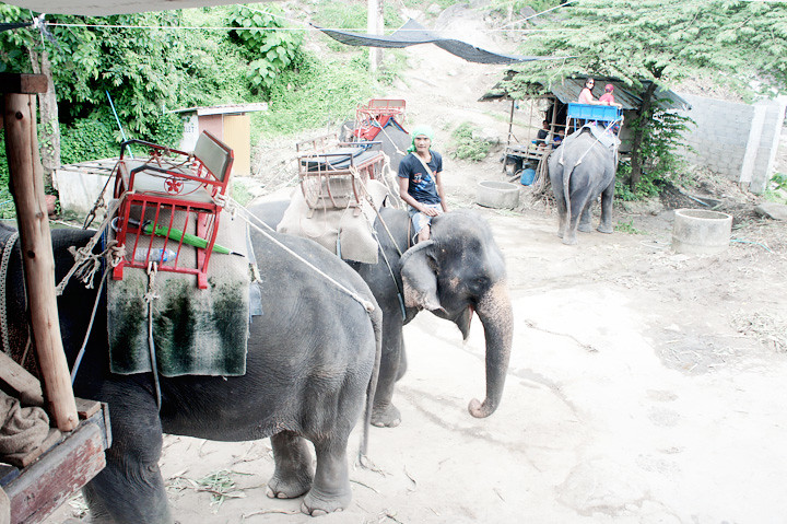phuket elephant riding typicalben 4