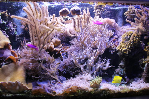 one of my favorite fish tanks at the aquarium