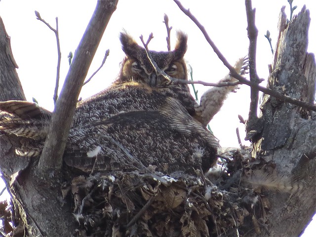 Great Horned Owl at Evergreen Lake 03