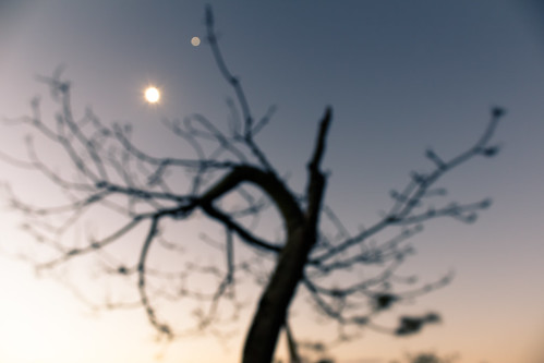 Árvore  seca e lua estrela (desfoque)/Dry tree and moon star (out of focus) by Junior AmoJr