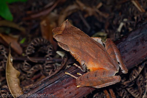 _MG_8941 copy long legged horned frog, Xenophrys longipes