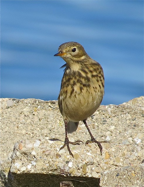 American Pipit at Gridley Wastewater Treatment Ponds in McLean County, IL 07