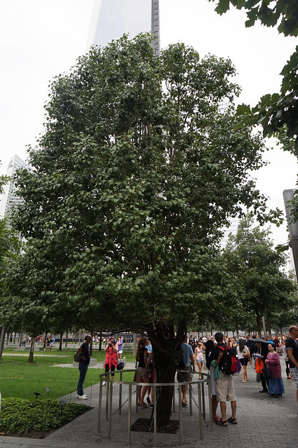 Survivor Tree National September 11 Memorial & Museum