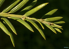 Taxodiaceae
