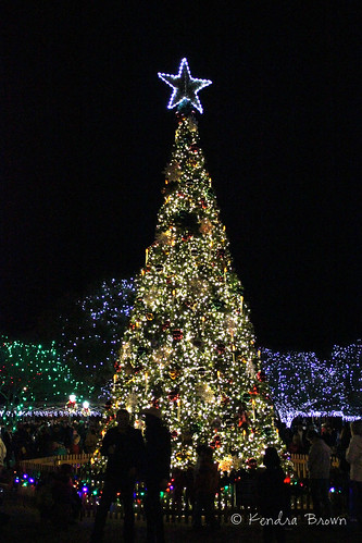 Christmas tree in Fredericksburg