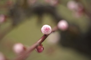 The bud of plum in Osaka castle No.1.