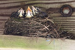 birds nest 2