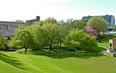 Spring at the University of Bradford